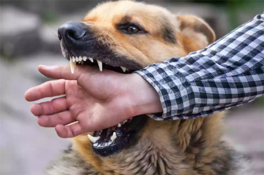 Stray dog